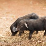 Порода свиней Кармалы