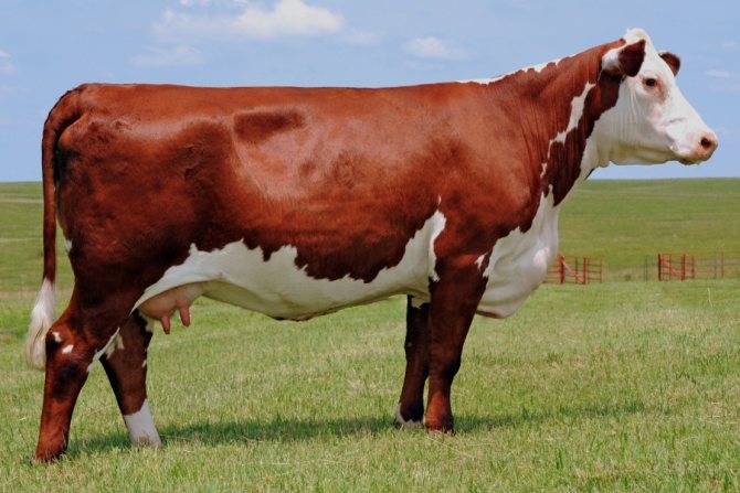 породы коров молочного направления