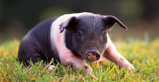 породы свиней Гемпширская