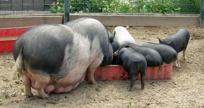 поросята вьетнамской свиньи едят пищу
