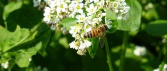 посевная гречиха и пчелы