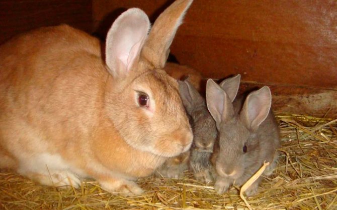 правила кормления крольчих и крольчат