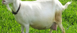 При беременности контролируйте питание козы