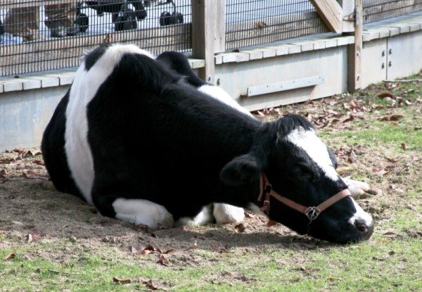 При остановке желудка корова кашляет, постоянно мычит, вытягивает вперед шею