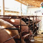 При содержании свиней важно соблюдать санитарно-гигиенические требования, регулярно проводить профилактические ветеринарные осмотры
