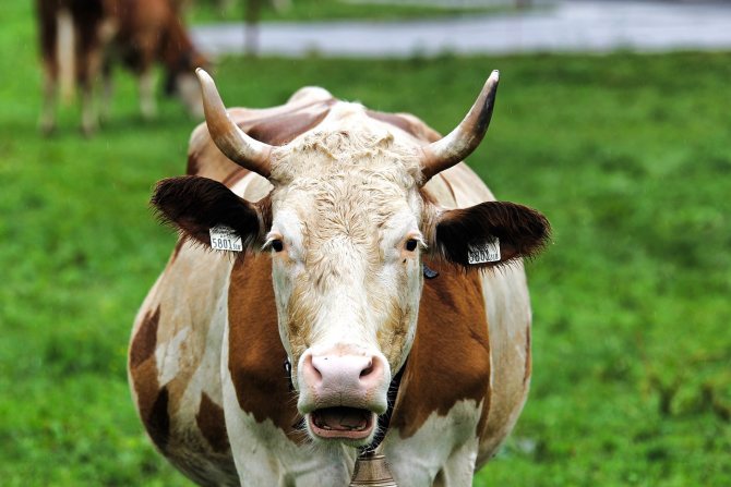 Причины мычания коровы