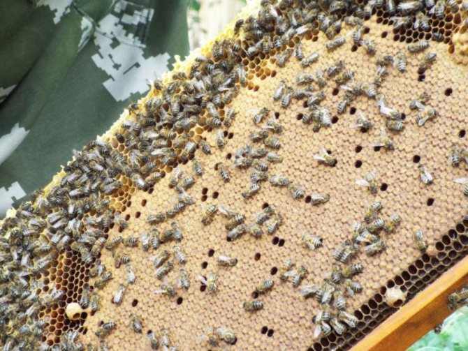 Применение препарата Лозеваль для пчел