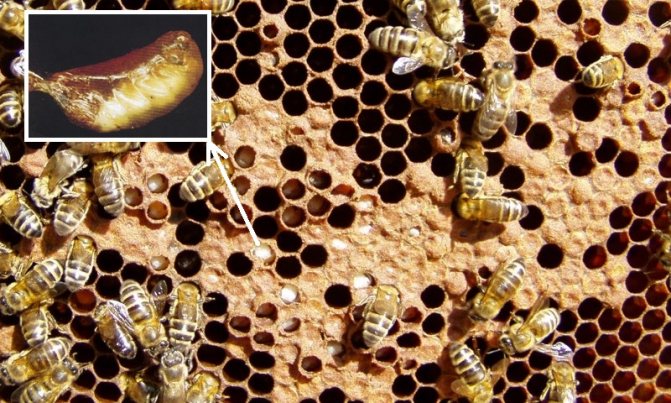 Применение препарата Лозеваль для пчел