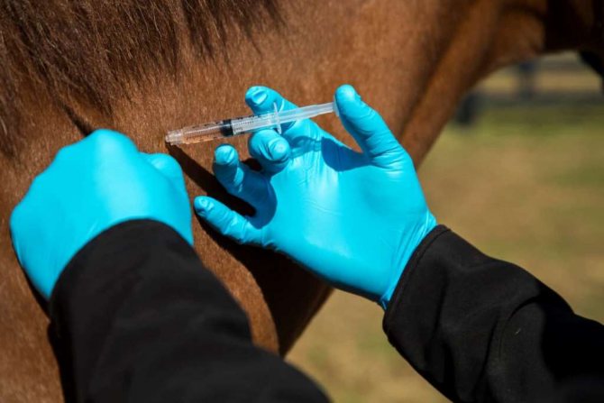 Прививка для лошади