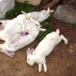 Прививки кроликам какие и когда делать, вакцина от миксоматоза и ВГБК инструкция