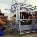 Процесс осеменения коров