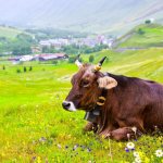 Продолжительность жизни коров
