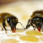 Производство меда пчелами