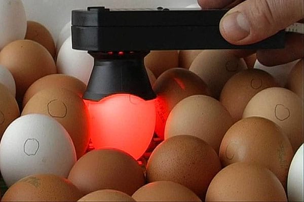 проверка яиц