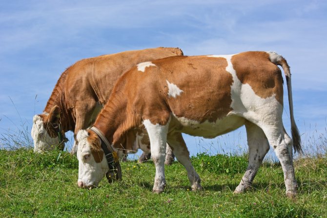 Рацион дойной коровы
