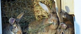 Разбираем конструкцию мини-фермы Михайлова для кроликов