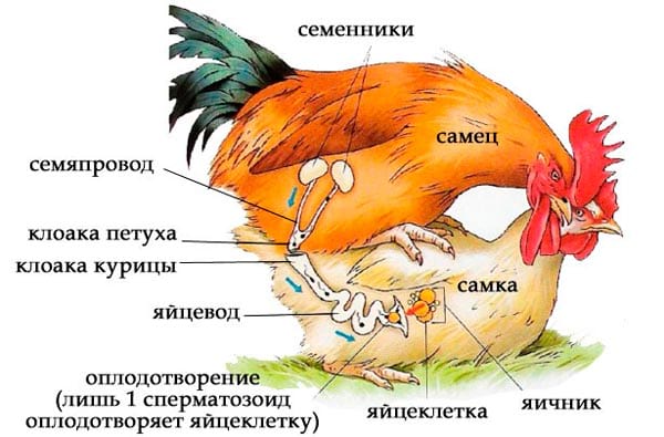 размножение кур