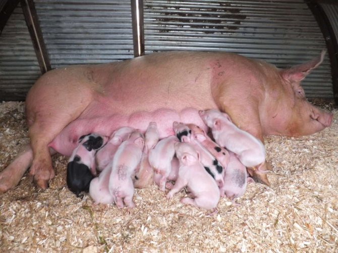Размножение свиней