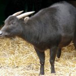 Разновидность карликового буйвола