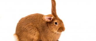 Разновидности рыжих кроликов