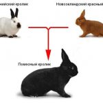 разные кролики