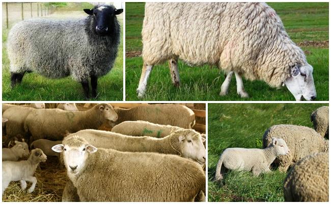 разные овцы