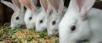 Разрешенные и запрещенные виды кормов для кроликов