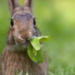 Разведение кроликов – способ заработка, не требующий больших вложений