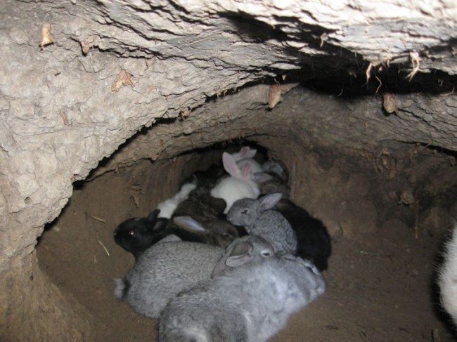 Разведение кроликов в яме — обзор ямной технологии содержания
