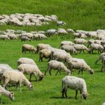 Разведение овец дома