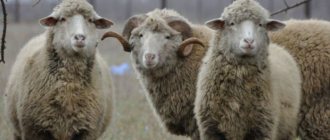 Разведение овец