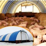 Разведение свиней по канадской технологии