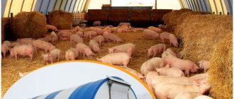 Разведение свиней по канадской технологии