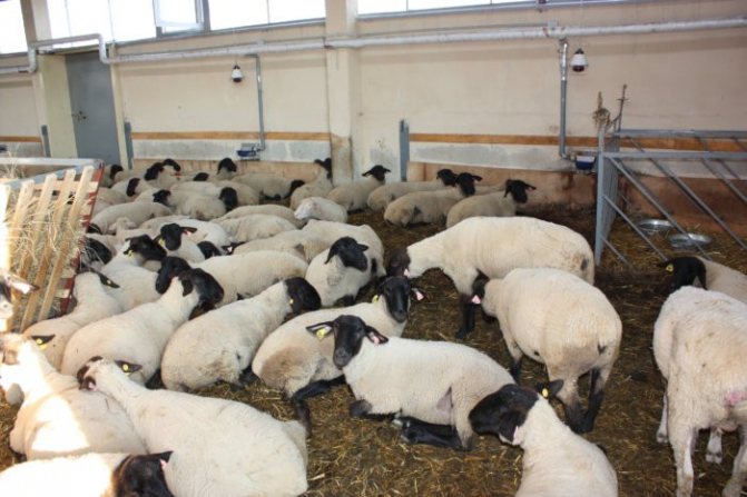 Разводить овец суффолк выгодно