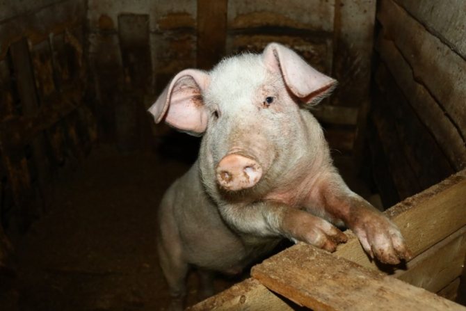 рентабельность свиноводства