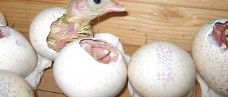 Режим инкубации индюшиных яиц