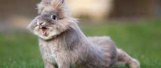 Ринит у кроликов: симптомы, лечение и профилактика
