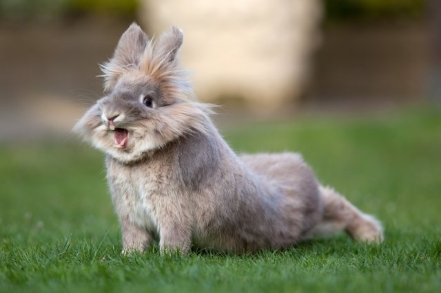 Ринит у кроликов: симптомы, лечение и профилактика