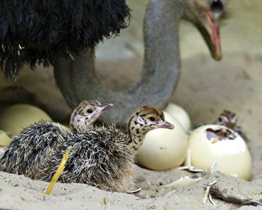 Рождение страусят