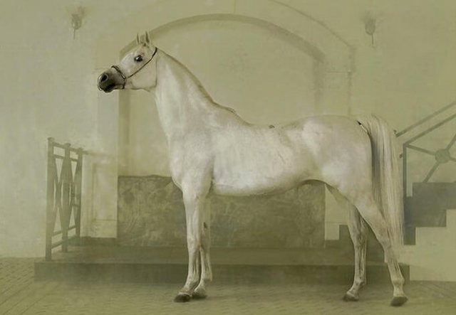 Самая дорогая в мире лошадь: к какой породе она принадлежала?