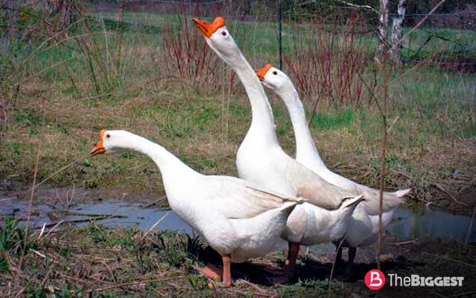 Самые большие породы гусей: Китайская порода гусей
