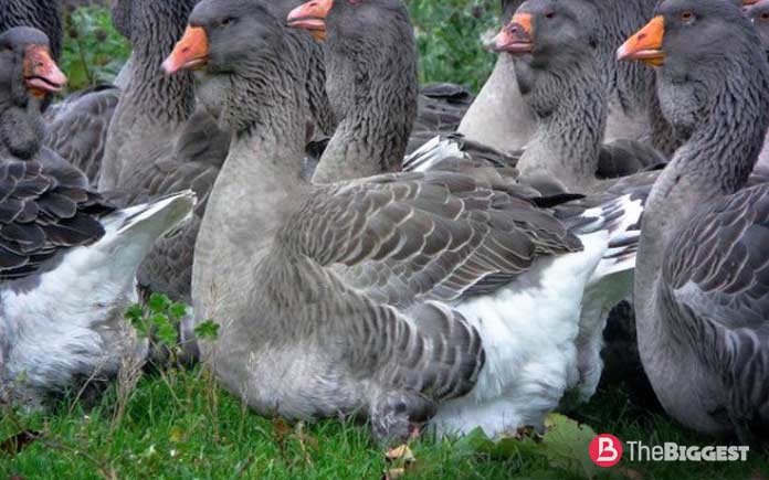 Самые большие породы гусей: Тулузская порода гусей