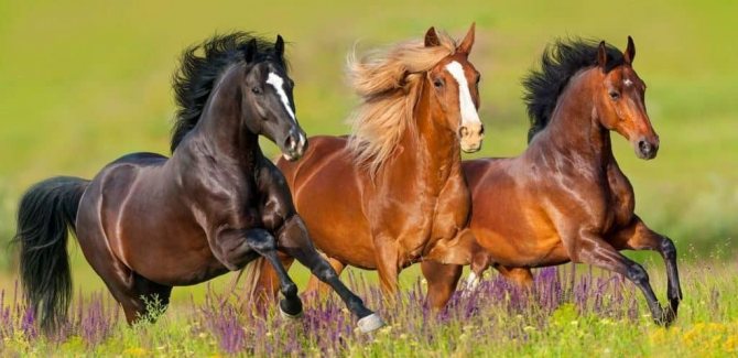 Самые интересные факты о лошадях