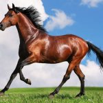 самые красивые лошади в мире фото