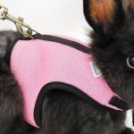 Шлейки для декоративных кроликов - как правильно выбрать и приучить