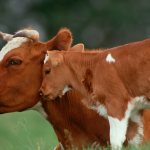 сколько длится беременность у коровы