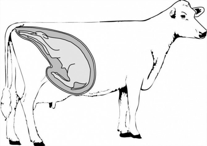 сколько корова носит теленка