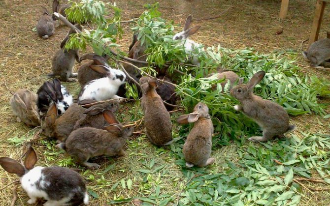 Сколько раз в день кормить кроликов
