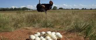 Сколько яиц приносит страус