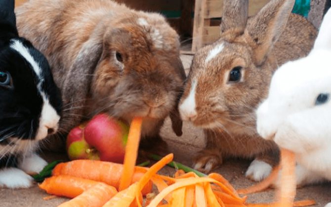 Сочный корм для кроликов